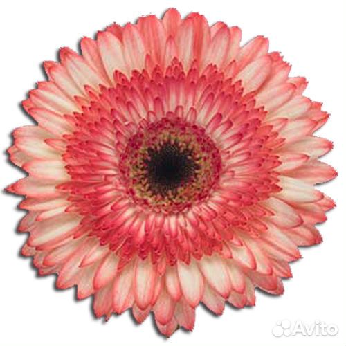 Двухцветная гербера