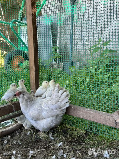 Амераукана