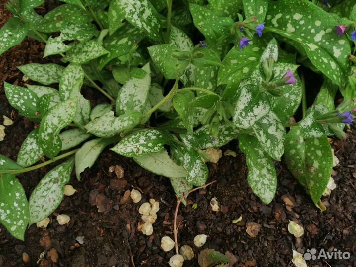 Медуница, Бадан, Брунера