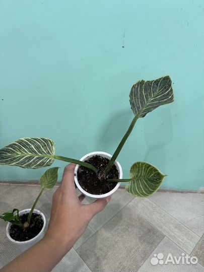Филодендрон биркин