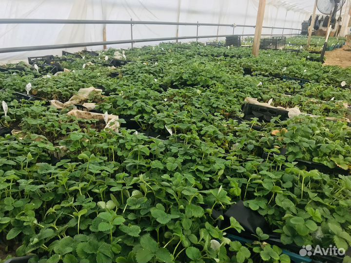 Рассада клубники ремонтантной