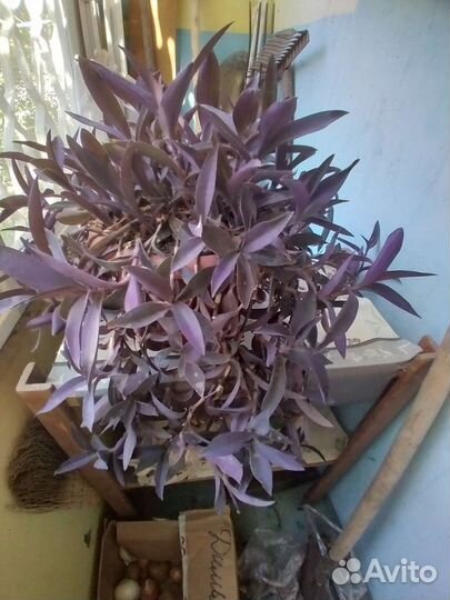 Традесканция фиолетовая