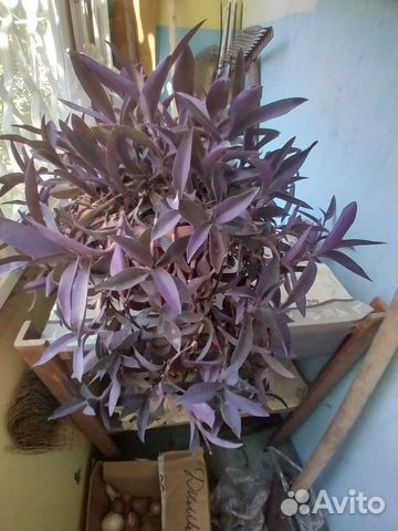 Традесканция фиолетовая