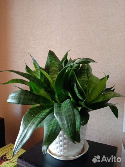 Сансевиерия ханни