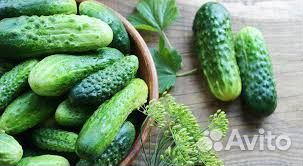 Еженедельная выплаты/сборщик огурцов