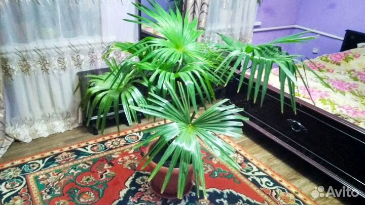 Корделина и Веерная Пальма