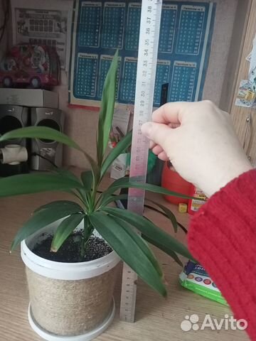 Комнатные цветы драцена