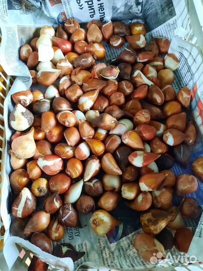 Луковицы тюльпанов