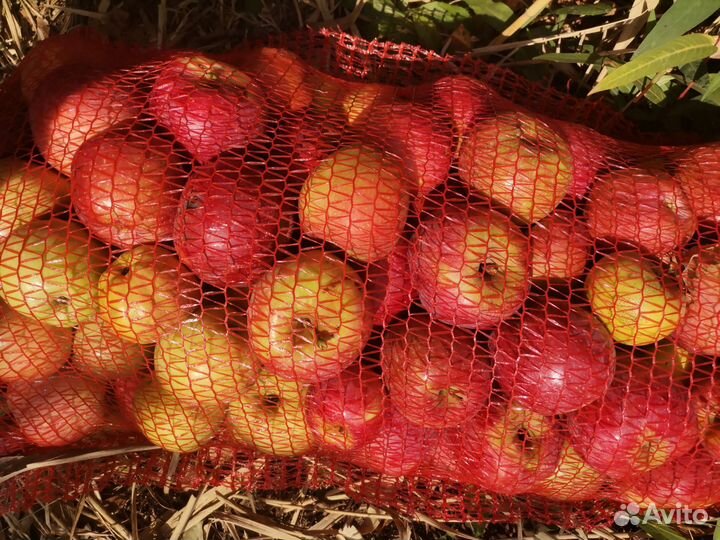 Яблоки на переработку