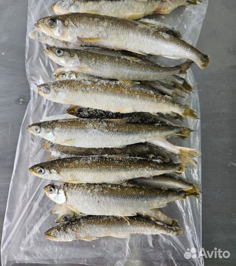 Морская рыба и морепродукты