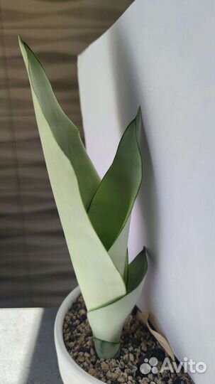 Сансевиерия муншайн