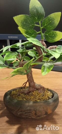 Сувенир бонсай