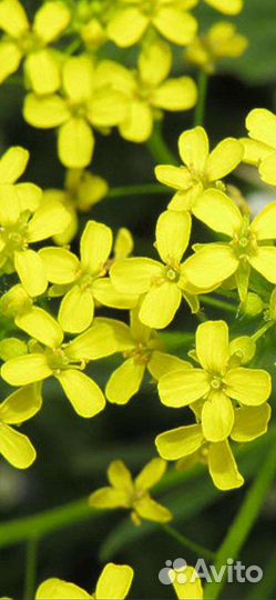 Семена свербиги восточной