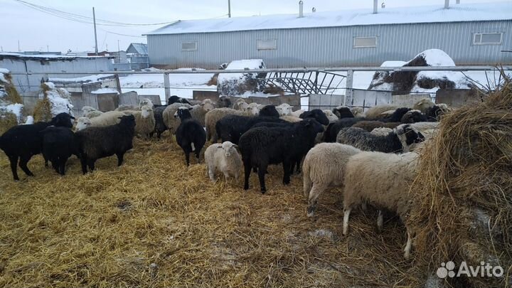 Овцы Бараны
