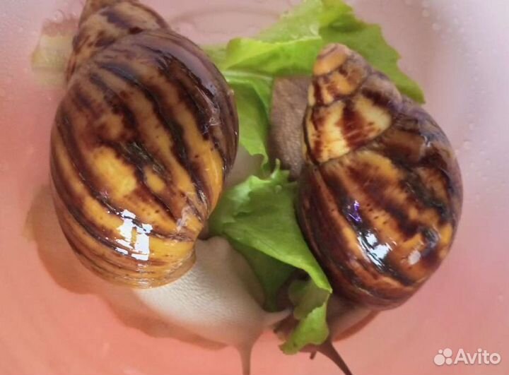 Архахатина маргината овум