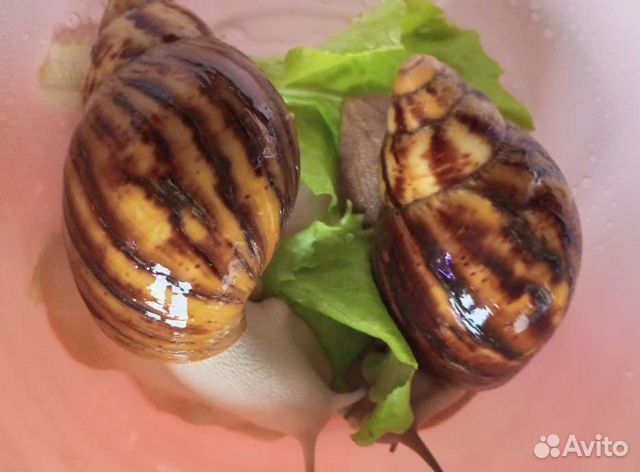 Архахатина маргината овум