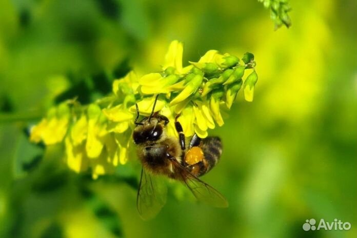 2023 года Мёд из Алтая оптом