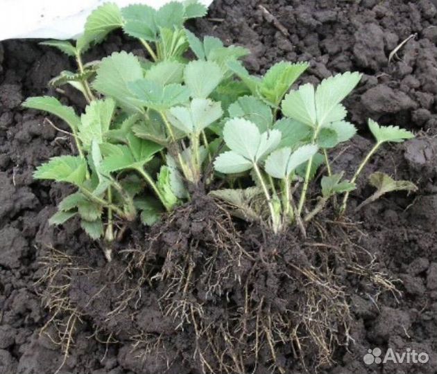 Рассада клубники Дарёнка, окс