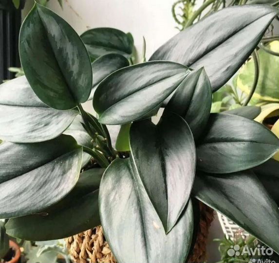 Сциндапсус Мунлайт, Филодендрон Paraiso Verde