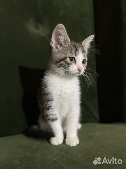 Котейки в добрые руки