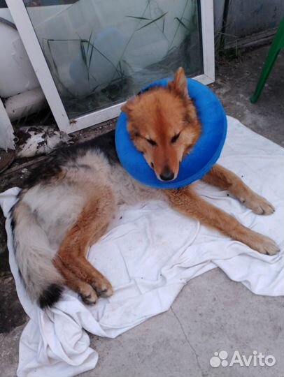 Воротник надувной для крупных собак