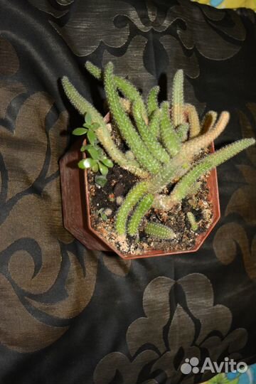 Кактус и Рео триколор в керамическом горшке