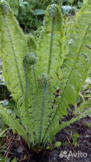 Папоротник садовый Страусник