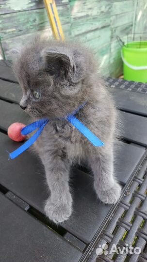 Дымчатый котенок в добрые руки