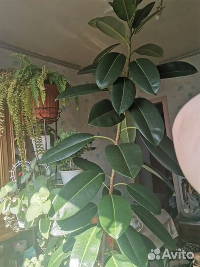 Фикус каучуковый большой