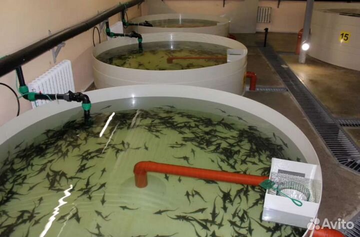 Высоко доходный бизнес под ключ рыбная ферма узв в