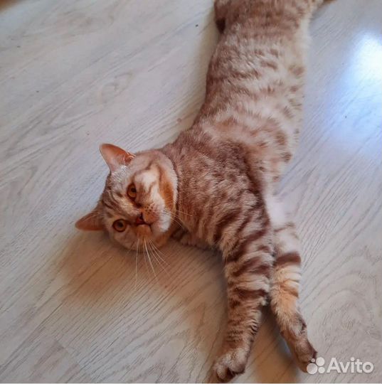 Передержка кошек, зооняня