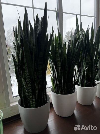 Сансевиерия сортовая