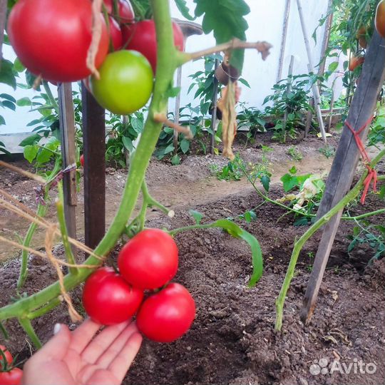 Помидора домашняя, кабачки, огурцы