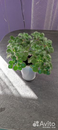 Аихризон (дерево любви)