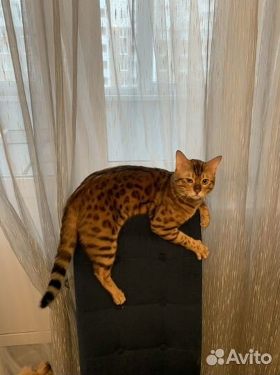 Бенгальский кот вязка