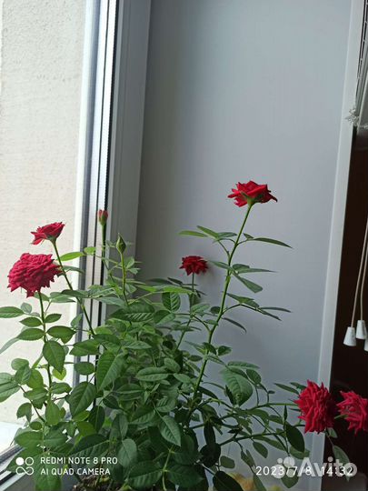 Роза комнатная