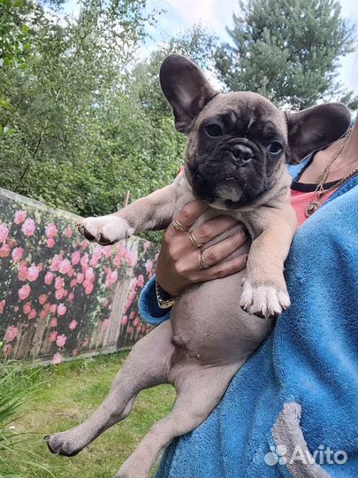 Французский бульдог