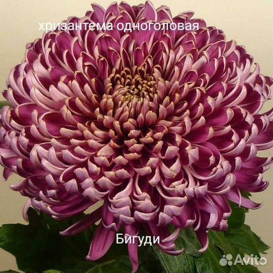 Хризантема крупноцветковая Бигуди