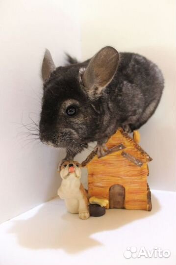 Шиншилла Темный мальчик