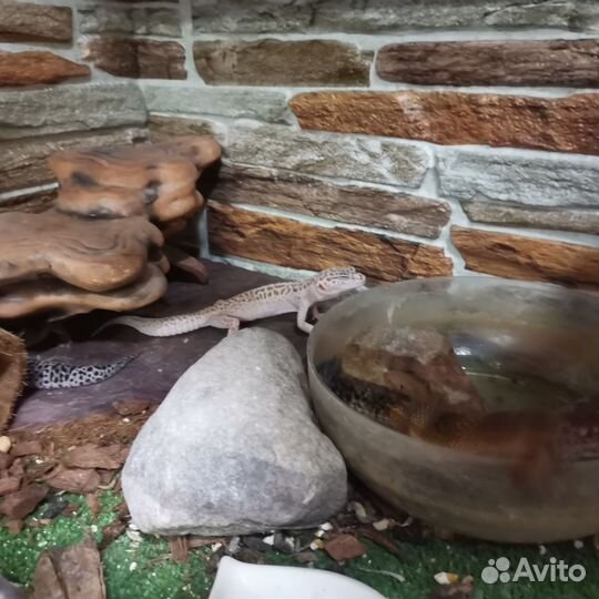 Эублефар с террариумом