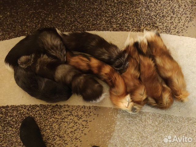 Хвосты лисьи