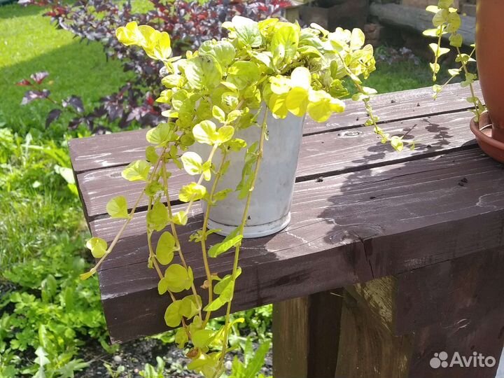 Дихондра серебристая, вербейник