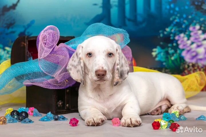 Такса окрас пайболд