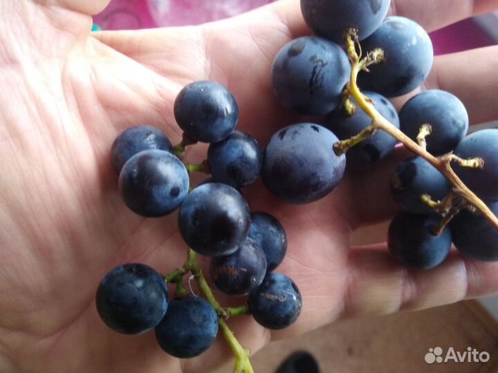 Виноград изабелла (сортовая)