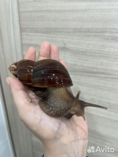 Улитки ахатины фулика