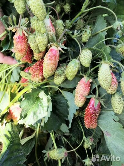 Рассада усы клубники ремонтантной и сортовой