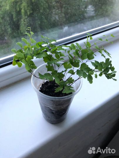 Папоротник Адиантум (Венерин Волос)