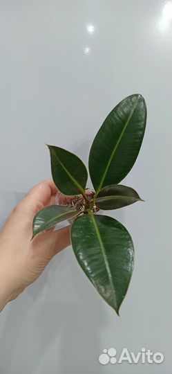 Фикус Эластика Мелани