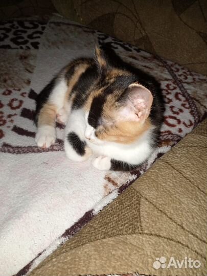 Котята в добрые руки бесплатно