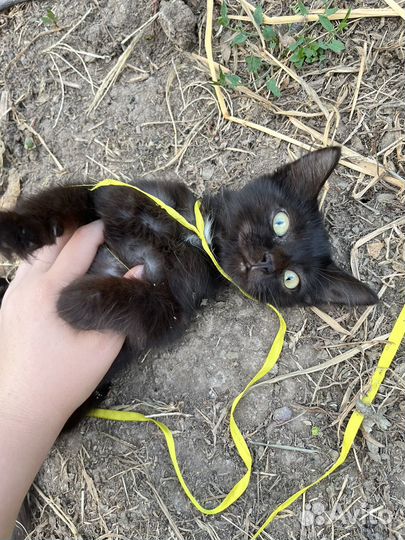 Малыш ищет свой дом